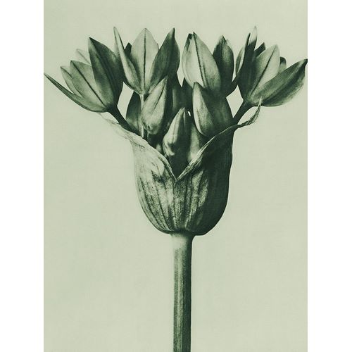 Allium Ostroroskianum (ornamental onion)
