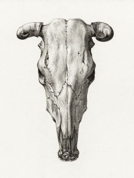 Skull of a cow