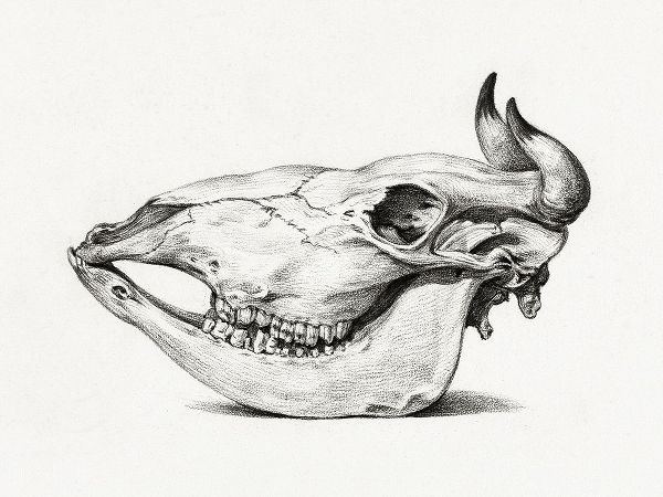 Skull of a cow (Side)