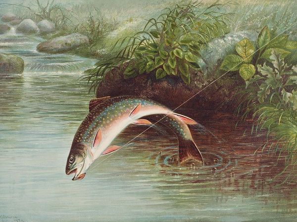 Leaping Brook Trout