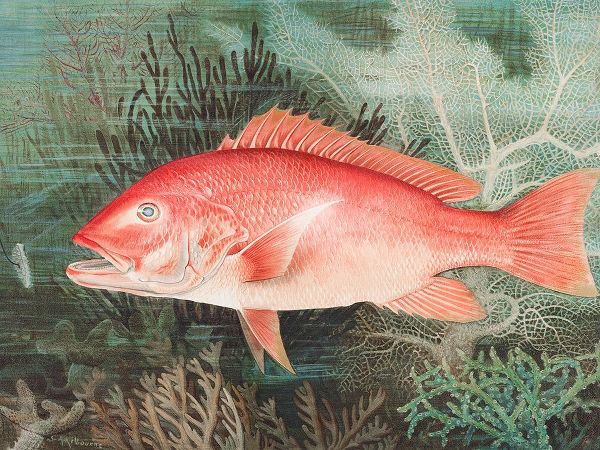 Northern Red Snapper혻