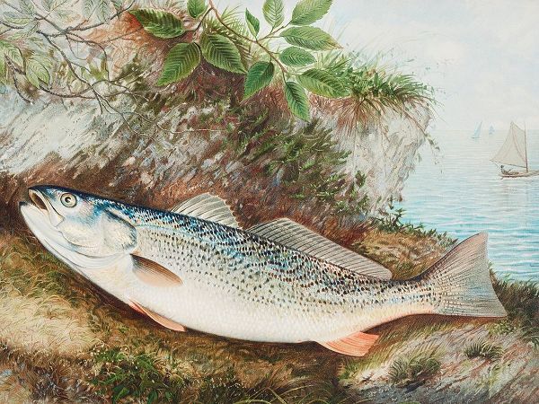 The Weakfish