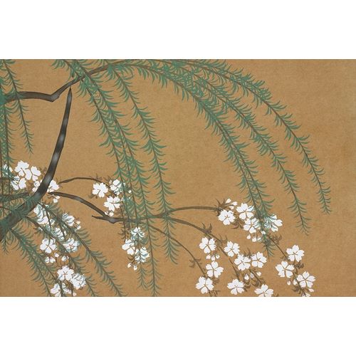 Blossoms from Momoyogusa