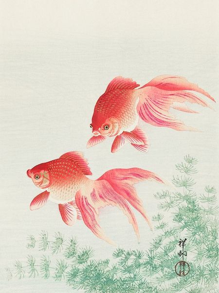 Two veil goldfish