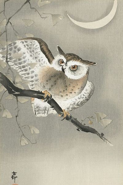 Long-eared owl in ginkgo