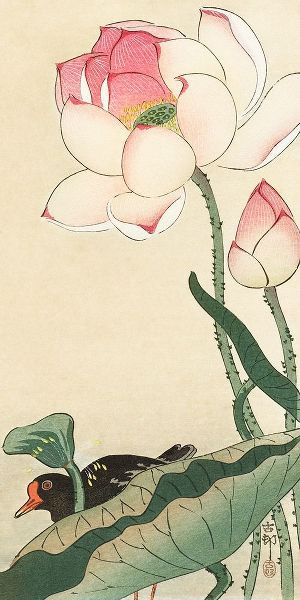 Gallinule with Lotus Flowers