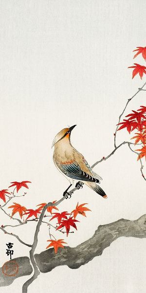 Koson, Ohara 아티스트의 Japanese plague bird on maple작품입니다.