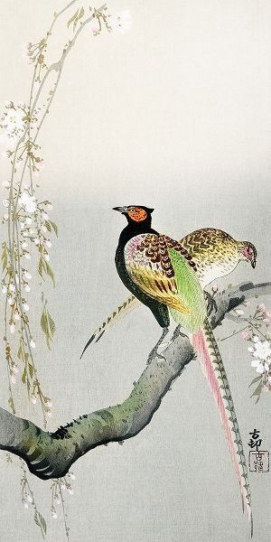 Couple pheasants and cherry blossom
