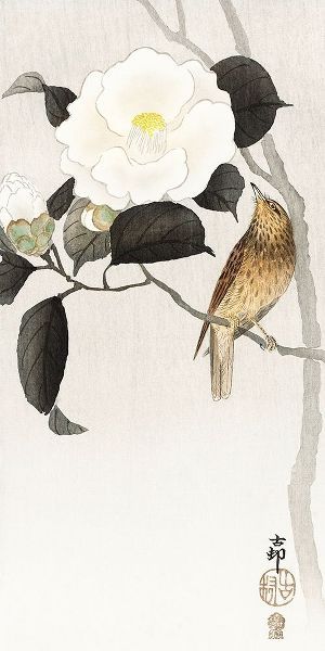 Songbird and flowering camellia