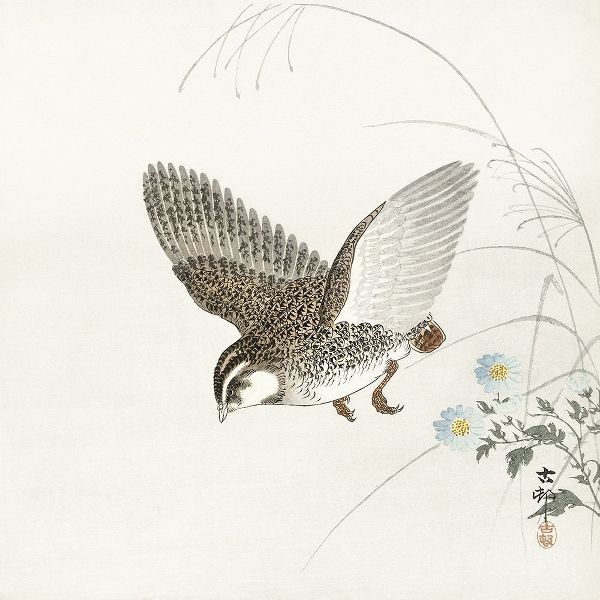 Flying quail