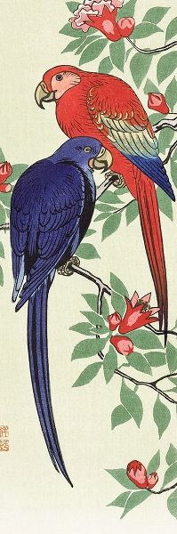 Red and a blue parrot
