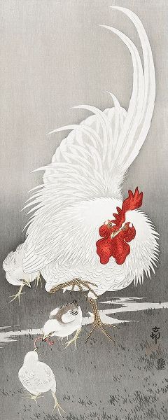 Rooster and three chicks