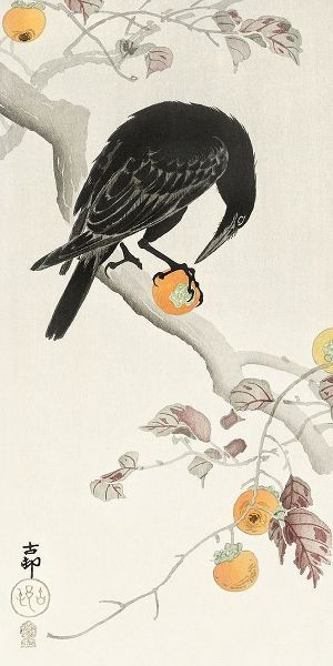 Crow with kaki fruit