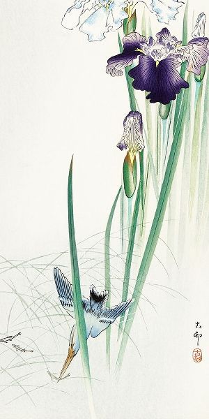 Kingfisher and irises
