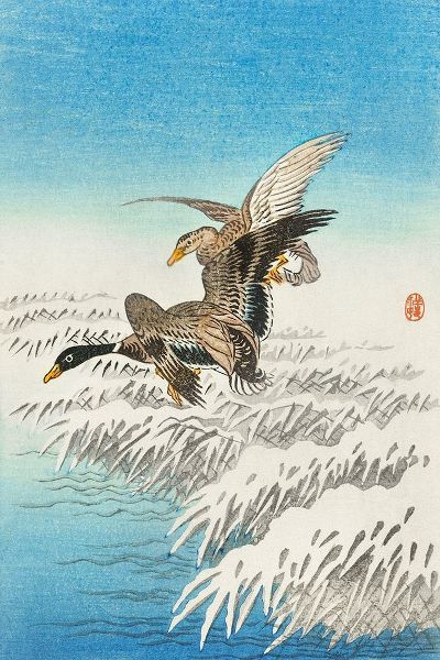 Pair of ducks flying over snowy reed collar