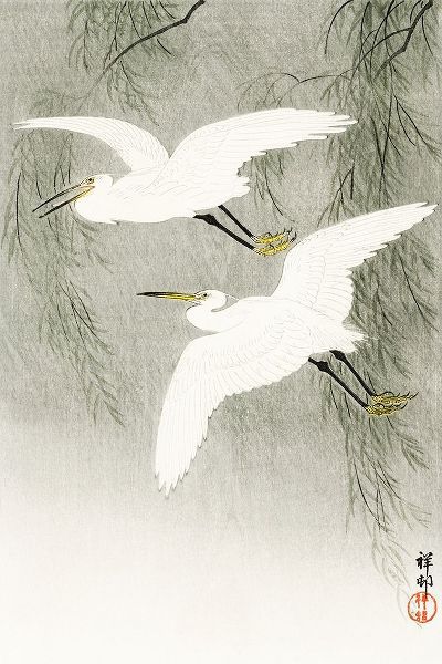 Little Egrets in flight