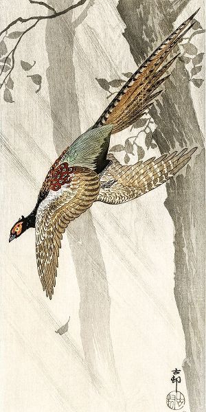 Flying pheasant
