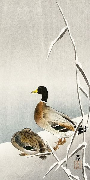 Two ducks on snowy reed