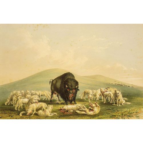 Buffalo Hunt, White Wolves Attacking Buffalo Bull