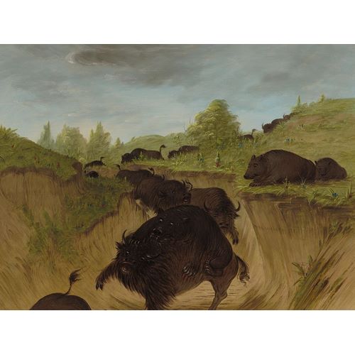 Grizzly Bears Attacking Buffalo