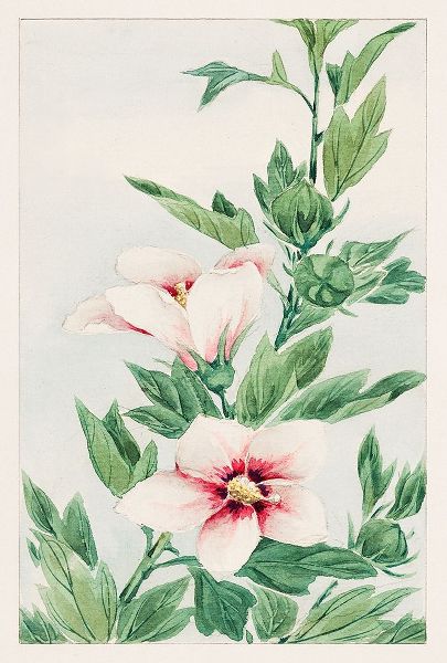 Hibiscus plant