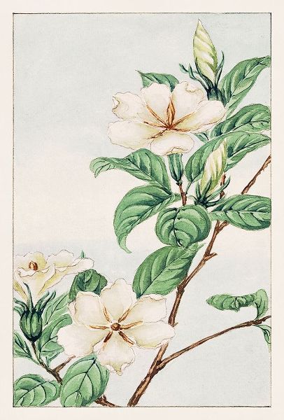 Kuchi nashi or cape jasmine