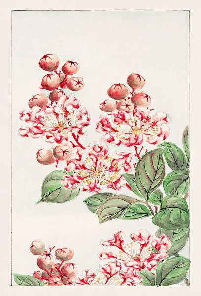 Sarusubi blossoms