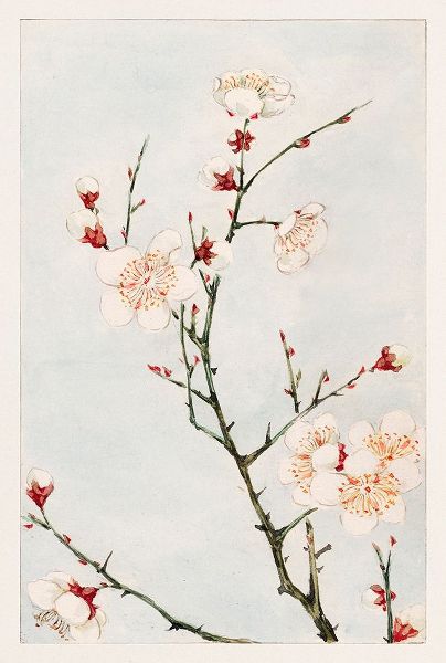 Plum branches with blossoms
