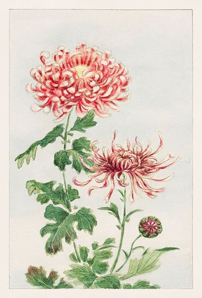 Kiku or chrysanthemum