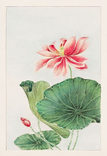 Hasu or lotus