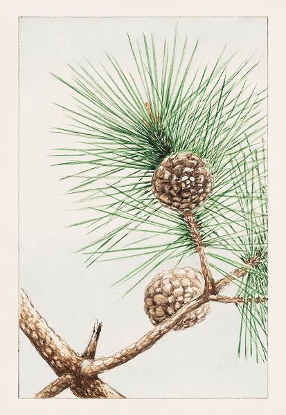Matsu pine