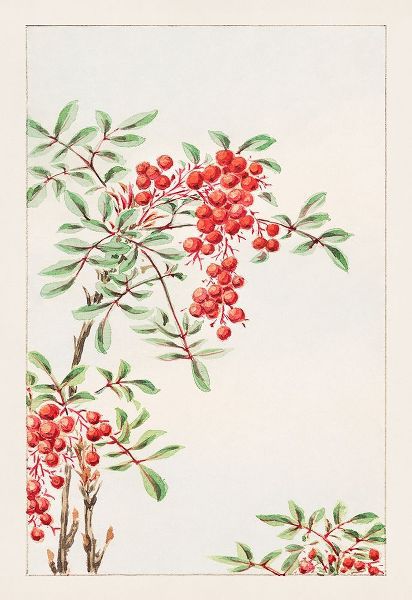 Nandina bush with berries