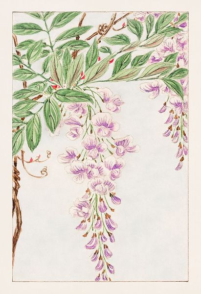 Wisteria vine with leaves and blossoms