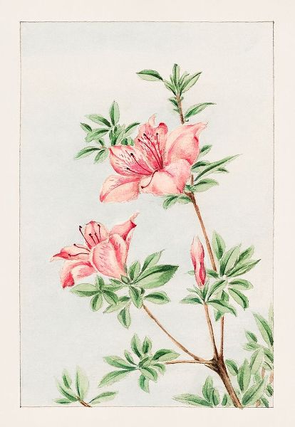 Tsutsuji rhododendron Judicum or azalea