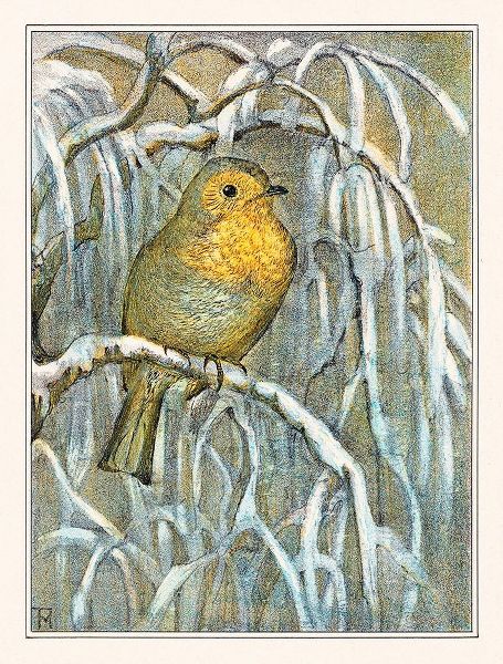 Robin on snowy tree branch
