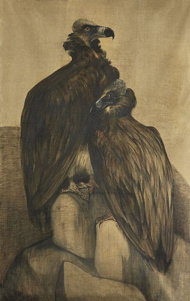 Two Arabian Vultures