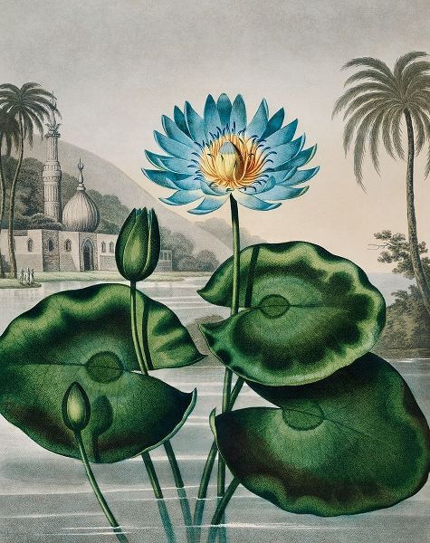 The Blue Egyptian Water Lily from The Temple of Flora