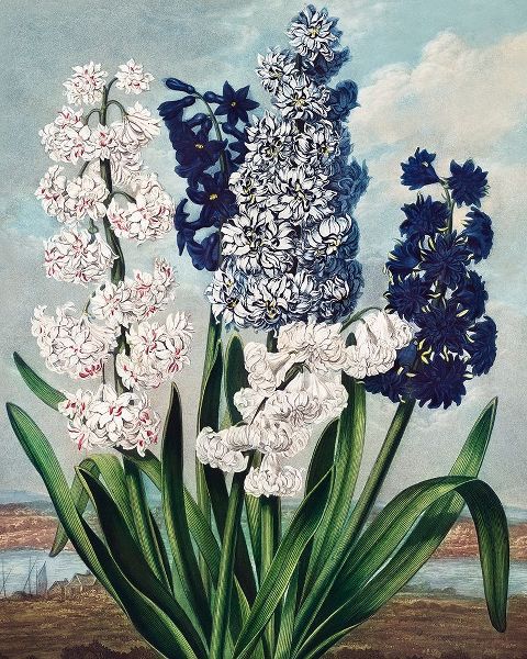 Hyacinths from The Temple of Flora
