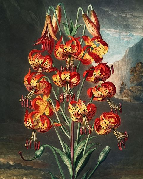The Superb Lily from The Temple of Flora