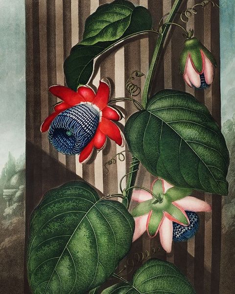 The Winged Passion-Flower from The Temple of Flora