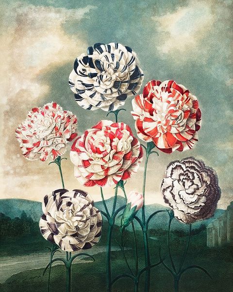 A Group of Carnations from The Temple of Flora