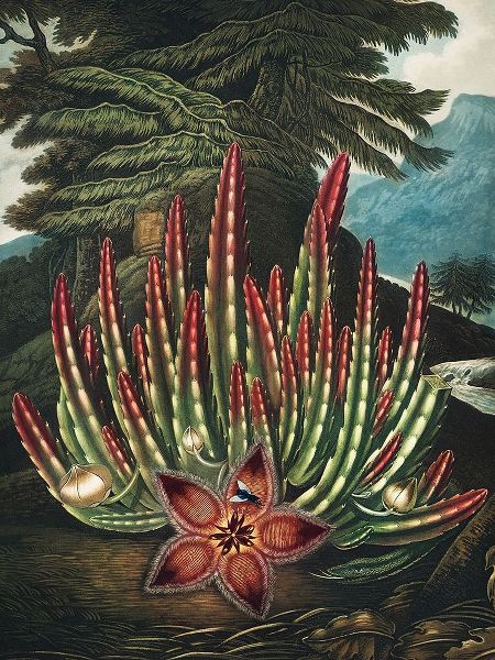 The Maggot Bearing Stapelia from The Temple of Flora