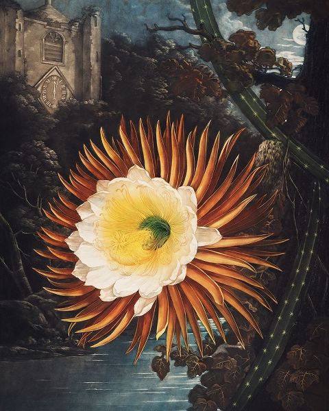 The Night Blowing Cereus from The Temple of Flora