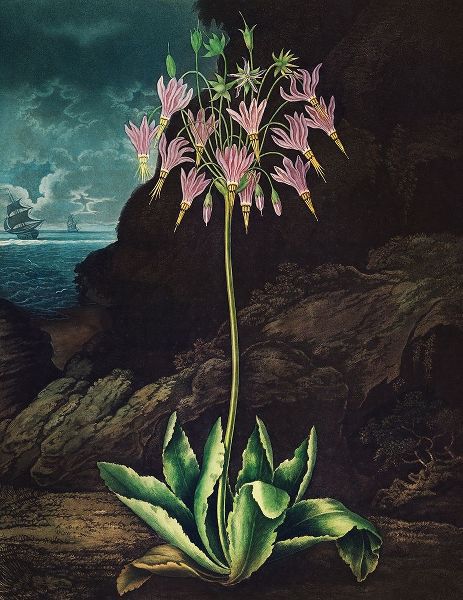 The American Cowslip from The Temple of Flora