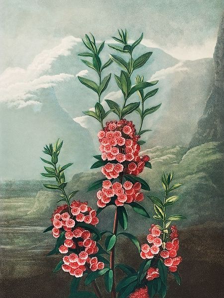 The Narrow Leaved Kalmia from The Temple of Flora