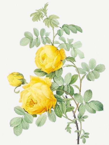 Rosa Hemisphaerica, Yellow Rose of Sulfur혻