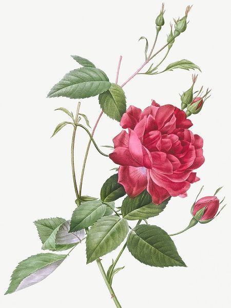 Blood Red Bengal Rose, Rosa indica cruneta