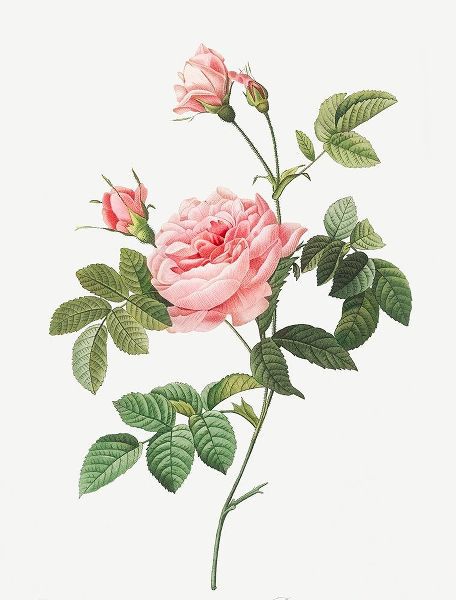 Boursault Rose, Rose Turbine without Thorns, Rosa Inermis