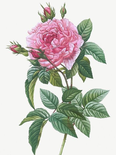 Gallic Rose, Rosa gallica regalis