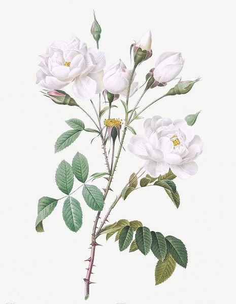 Rosa Campanulata Alba, Pink Bellflowers to White Flowers